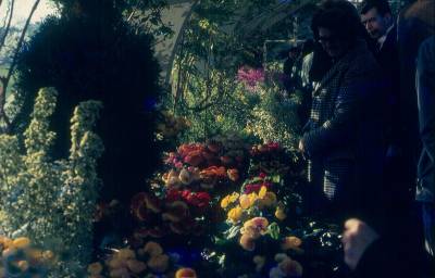 [Mãe de Clarice Herzog olha as flores no Conservatório do Syon Park]
